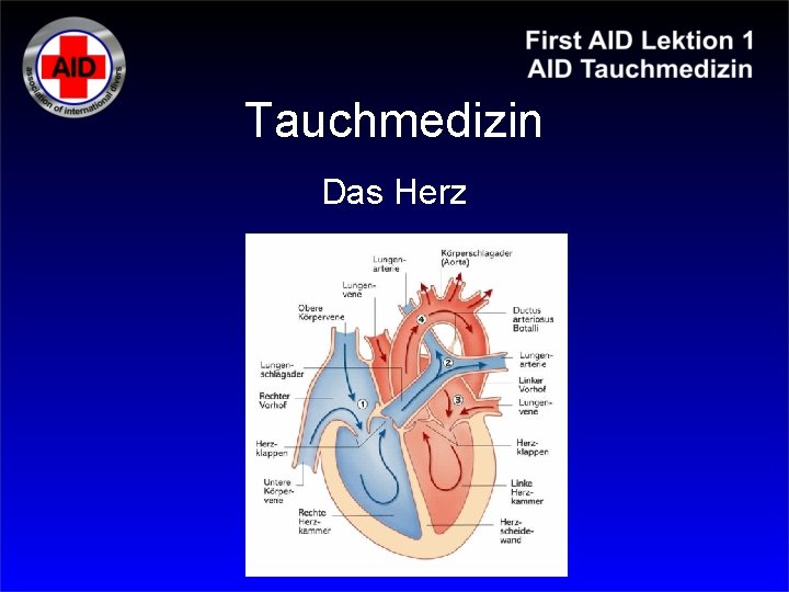 Tauchmedizin Das Herz 