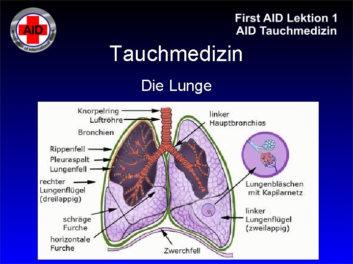 Tauchmedizin Die Lunge 