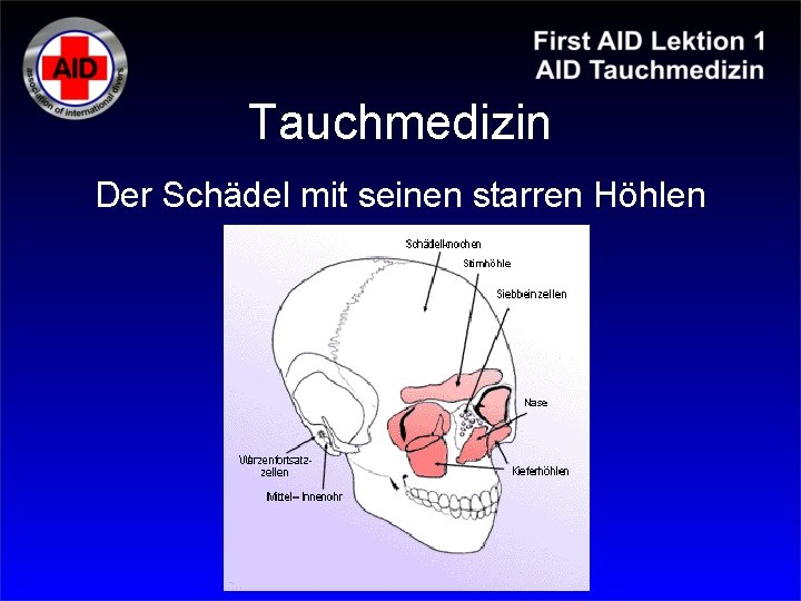 Tauchmedizin Der Schädel mit seinen starren Höhlen Tauchmedizin Der Schädel mit seinen starren Höhlen