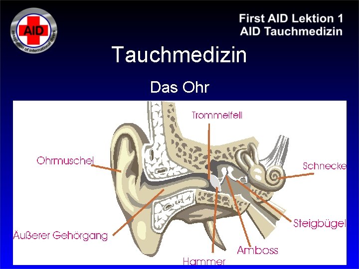 Tauchmedizin Das Ohr 