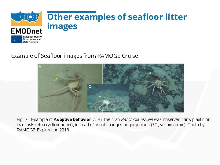 Other examples of seafloor litter images Example of Seafloor images from RAMOGE Cruise Fig.