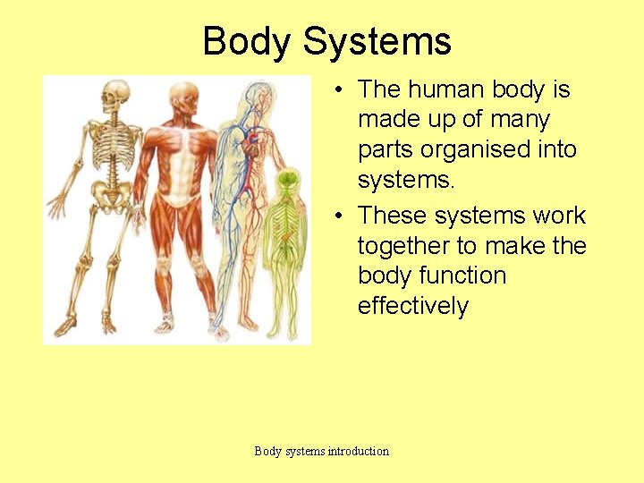 Body Systems • The human body is made up of many parts organised into