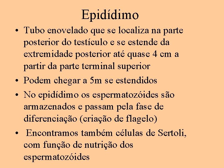 Epidídimo • Tubo enovelado que se localiza na parte posterior do testículo e se