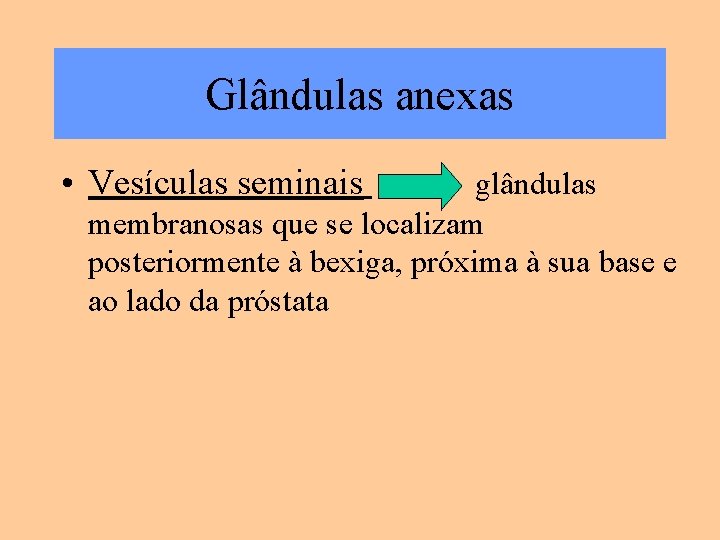 Glândulas anexas • Vesículas seminais glândulas membranosas que se localizam posteriormente à bexiga, próxima