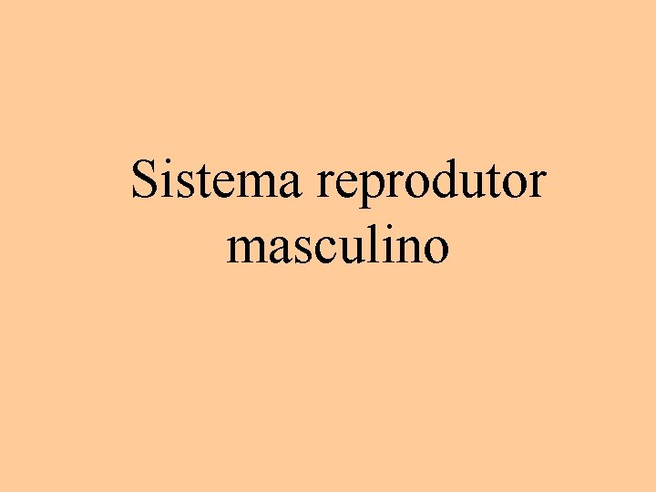 Sistema reprodutor masculino 