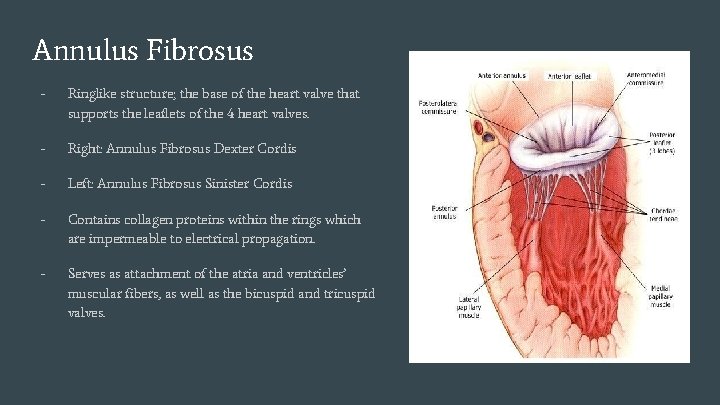 Annulus Fibrosus - Ringlike structure; the base of the heart valve that supports the