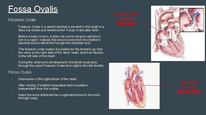 Fossa Ovalis Foramen Ovale - Foramen Ovale is a small hole that is present