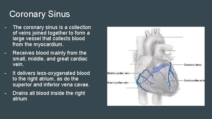 Coronary Sinus - The coronary sinus is a collection of veins joined together to