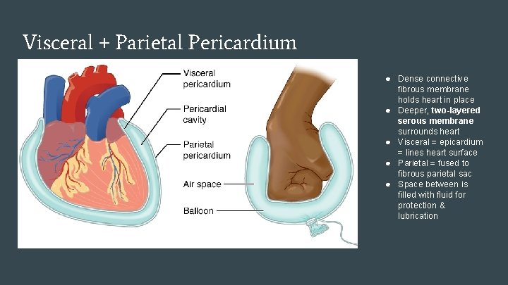 Visceral + Parietal Pericardium ● Dense connective fibrous membrane holds heart in place ●