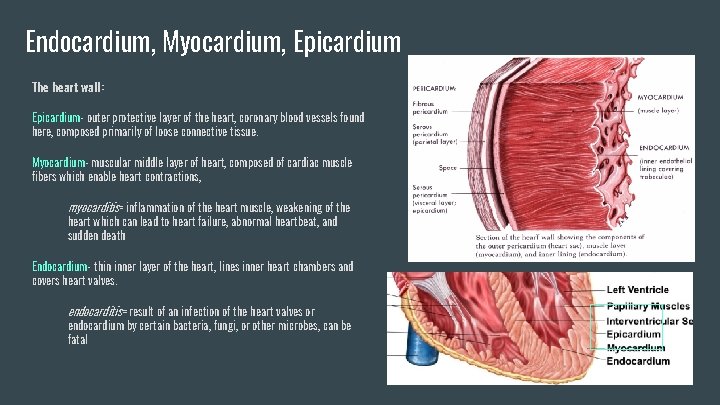 Endocardium, Myocardium, Epicardium The heart wall: Epicardium- outer protective layer of the heart, coronary