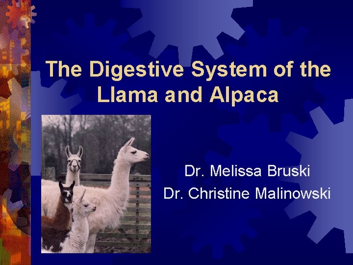 The Digestive System of the Llama and Alpaca Dr. Melissa Bruski Dr. Christine Malinowski