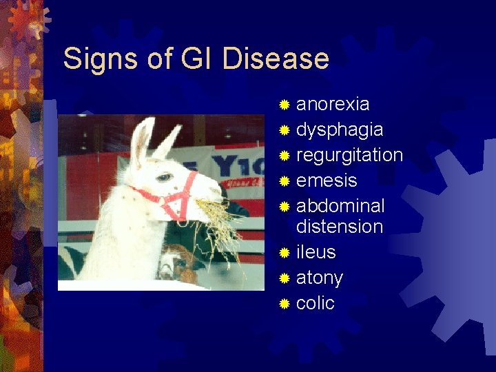 Signs of GI Disease ® anorexia ® dysphagia ® regurgitation ® emesis ® abdominal