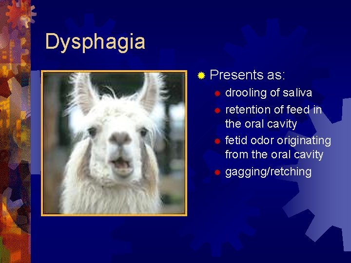 Dysphagia ® Presents as: drooling of saliva ® retention of feed in the oral