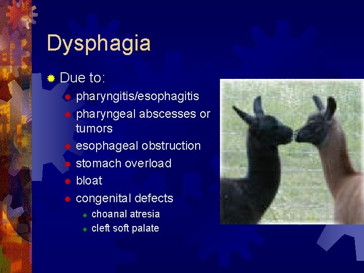 Dysphagia ® Due to: pharyngitis/esophagitis ® pharyngeal abscesses or tumors ® esophageal obstruction ®