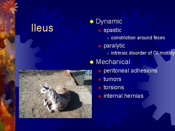 Ileus ® Dynamic ® spastic ® ® constriction around feces paralytic ® intrinsic disorder