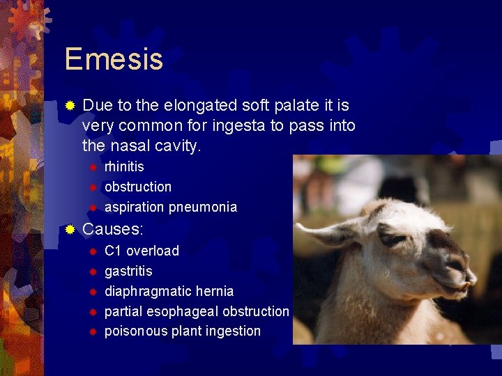 Emesis ® Due to the elongated soft palate it is very common for ingesta