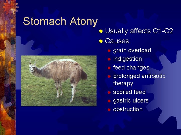 Stomach Atony ® Usually affects C 1 -C 2 ® Causes: grain overload ®