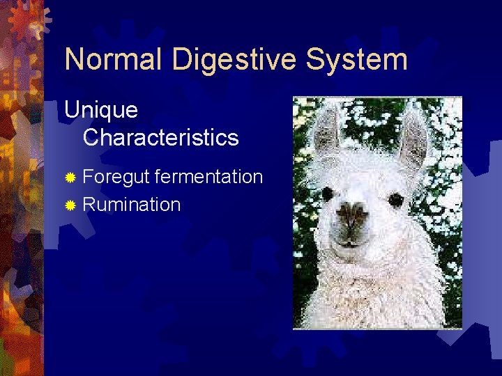 Normal Digestive System Unique Characteristics ® Foregut fermentation ® Rumination 
