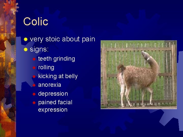 Colic ® very stoic about pain ® signs: teeth grinding ® rolling ® kicking