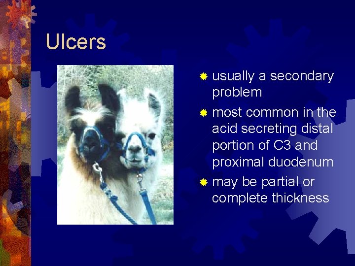 Ulcers ® usually a secondary problem ® most common in the acid secreting distal