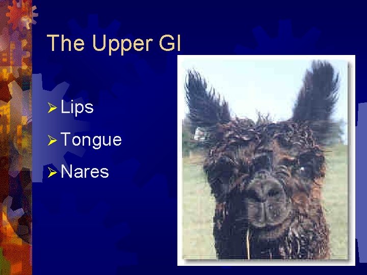 The Upper GI Ø Lips Ø Tongue Ø Nares 