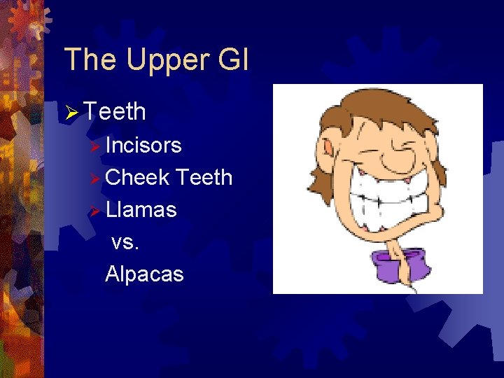 The Upper GI Ø Teeth Ø Incisors Ø Cheek Teeth Ø Llamas vs. Alpacas