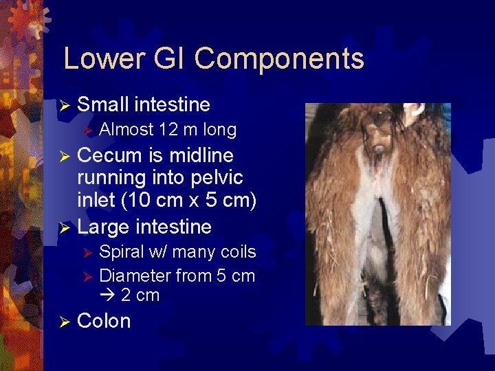 Lower GI Components Ø Small intestine Ø Almost 12 m long Cecum is midline