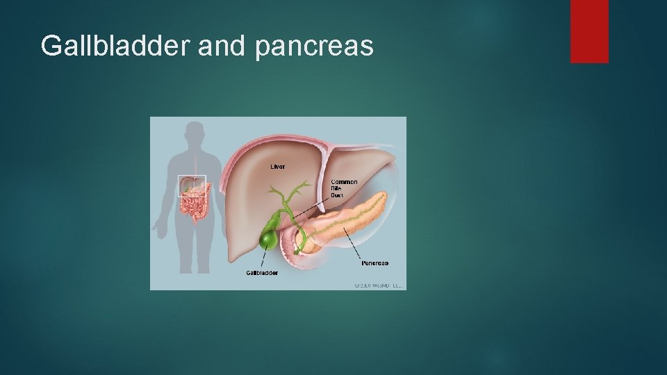 Gallbladder and pancreas 