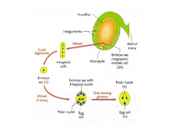 Sexual Reproduction In The Flowering Plant Extended Study