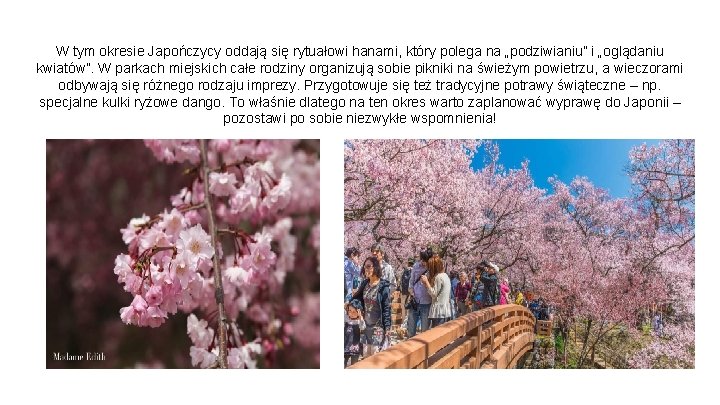 W tym okresie Japończycy oddają się rytuałowi hanami, który polega na „podziwianiu” i „oglądaniu