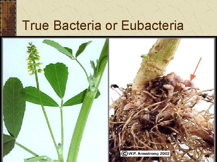 True Bacteria or Eubacteria True Bacteria or Eubacteria