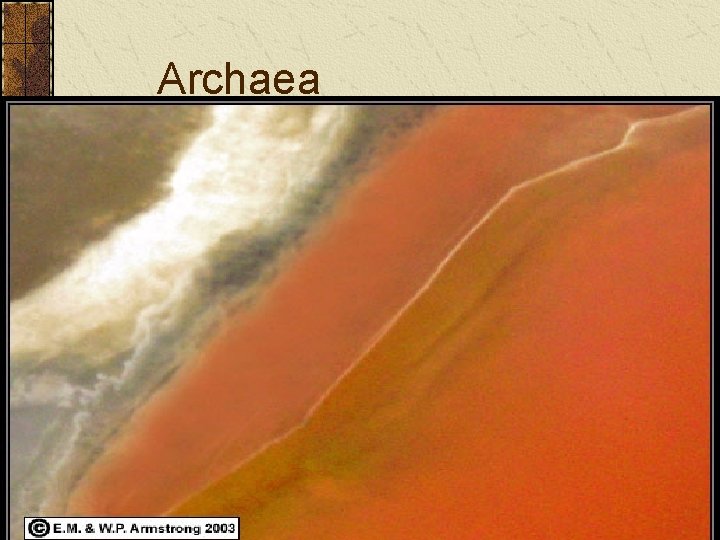 Archaea Archaea
