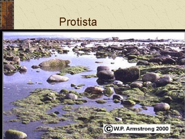 Protista Protista