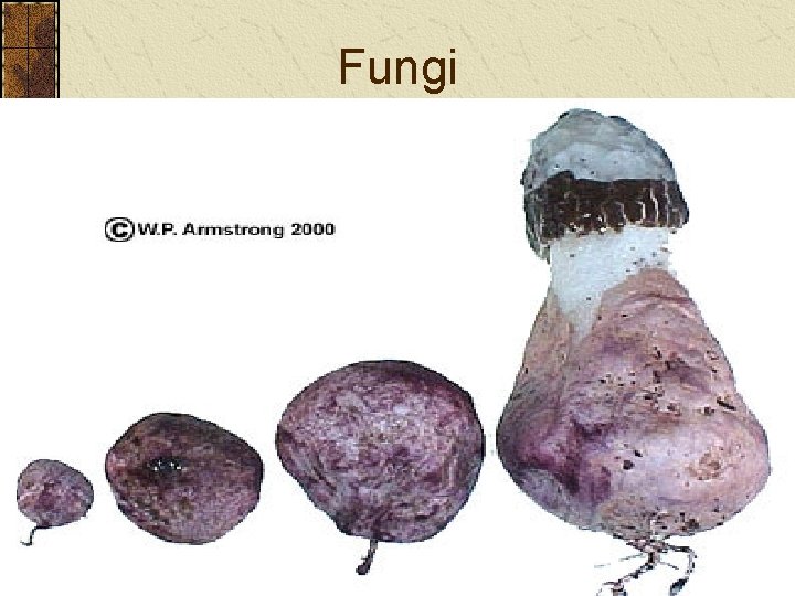 Fungi Fungi