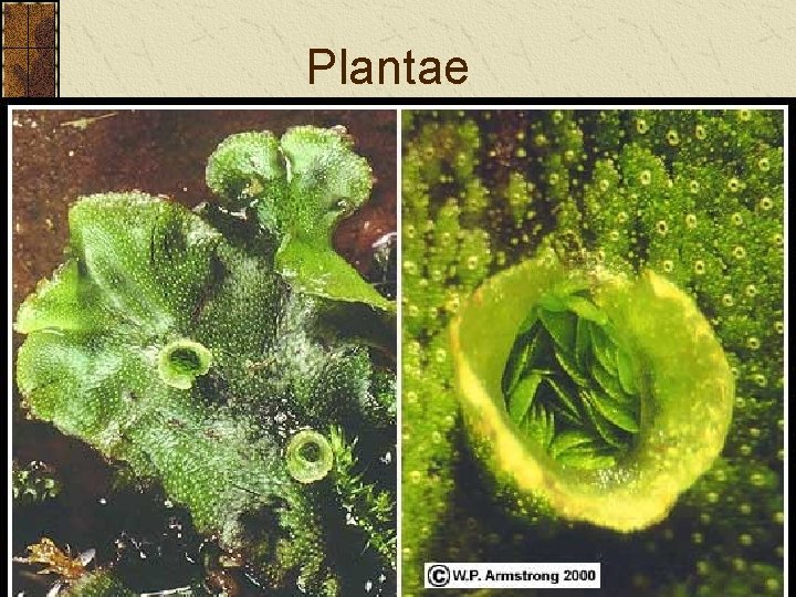 Plantae Plantae