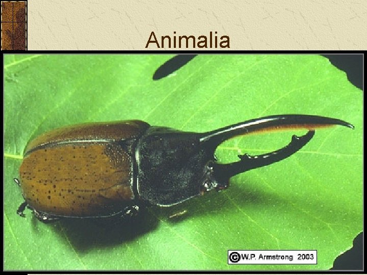 Animalia Animalia
