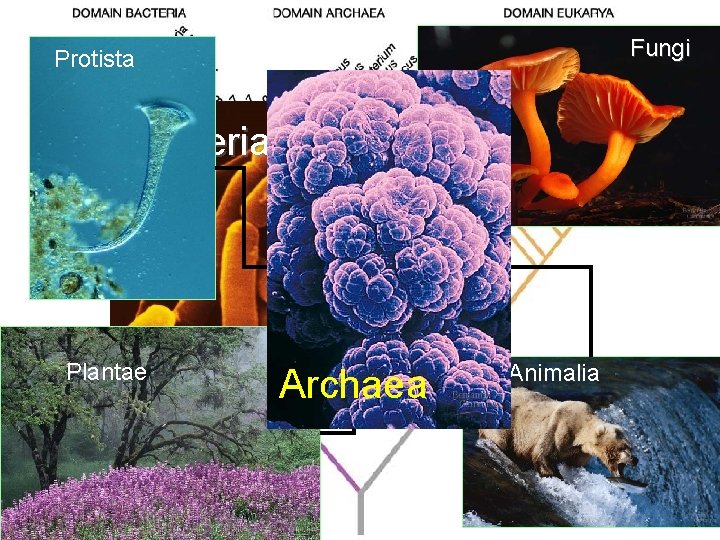 Fungi Protista Bacteria Eukarya Plantae Three Domain System Archaea Animalia Fungi Protista Bacteria Eukarya Plantae Three Domain System Archaea Animalia