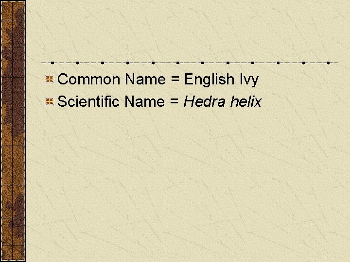 Common Name = English Ivy Scientific Name = Hedra helix Common Name = English Ivy Scientific Name = Hedra helix