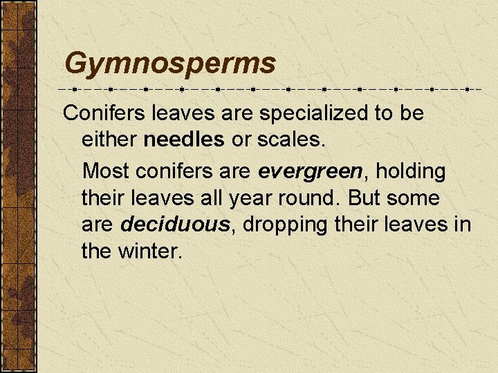 Gymnosperms Conifers leaves are specialized to be either needles or scales. Most conifers are Gymnosperms Conifers leaves are specialized to be either needles or scales. Most conifers are