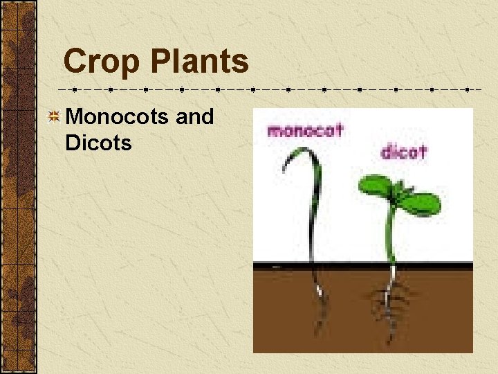 Crop Plants Monocots and Dicots Crop Plants Monocots and Dicots