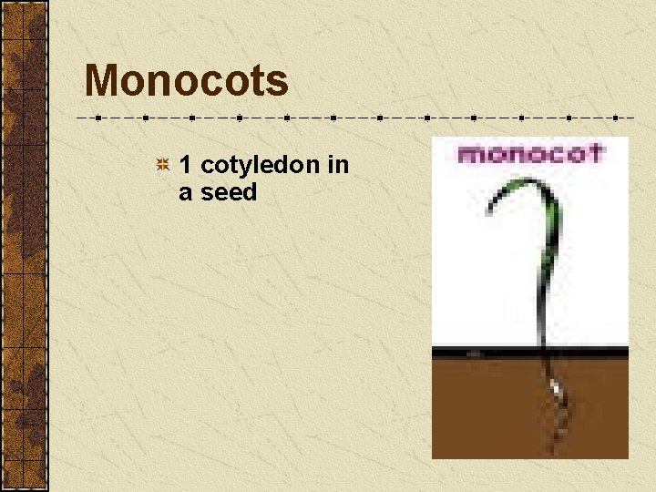 Monocots 1 cotyledon in a seed Monocots 1 cotyledon in a seed