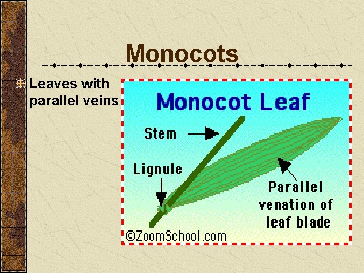Monocots Leaves with parallel veins Monocots Leaves with parallel veins