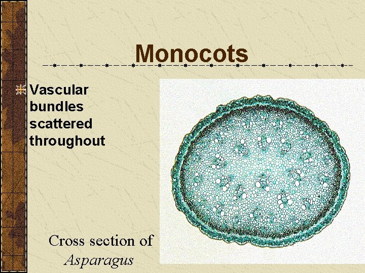 Monocots Vascular bundles scattered throughout Cross section of Asparagus Monocots Vascular bundles scattered throughout Cross section of Asparagus