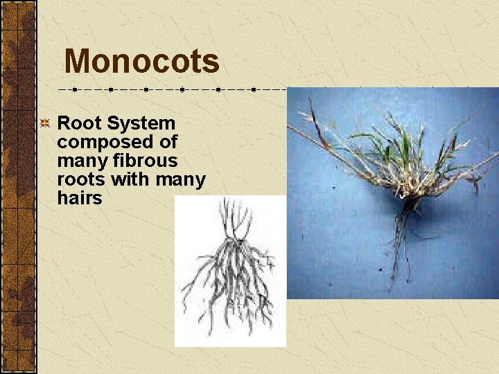 Monocots Root System composed of many fibrous roots with many hairs Monocots Root System composed of many fibrous roots with many hairs