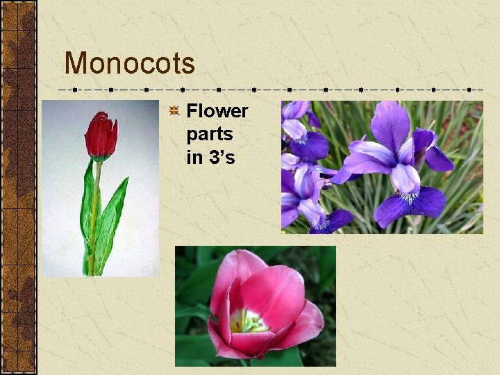 Monocots Flower parts in 3’s Monocots Flower parts in 3’s
