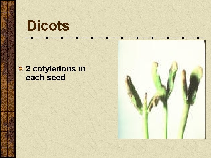 Dicots 2 cotyledons in each seed Dicots 2 cotyledons in each seed