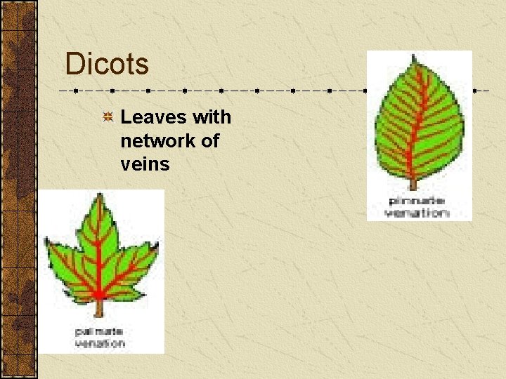 Dicots Leaves with network of veins Dicots Leaves with network of veins
