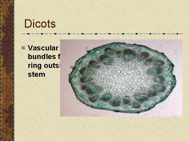 Dicots Vascular bundles form ring outside of stem Dicots Vascular bundles form ring outside of stem