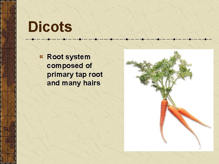 Dicots Root system composed of primary tap root and many hairs Dicots Root system composed of primary tap root and many hairs
