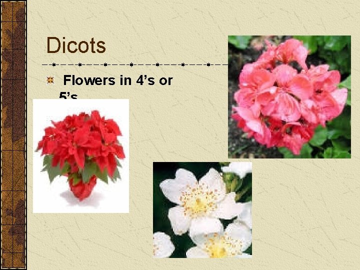 Dicots Flowers in 4’s or 5’s Dicots Flowers in 4’s or 5’s
